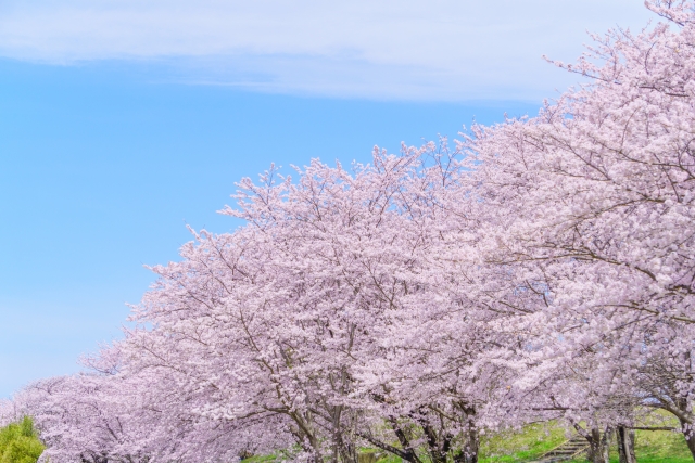 伊勢市の宮川の桜