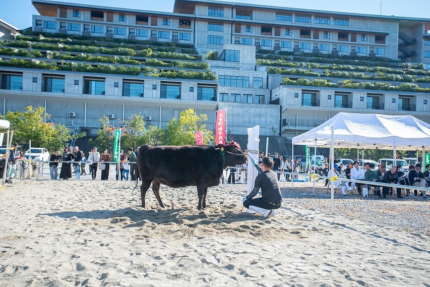 「第58回多気町肉牛共進会」が令和7年11月15日(土)複合リゾート施設VISONの「旅籠(はたご)」駐車場前広場にて開催されました。今回のせり市では 以下の6頭を落札させていただきました。 (6)