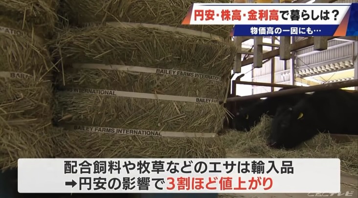 ニュースクロスで放送された松阪牛の飼料の高騰、子牛価格の高騰、現場は限界ギリギリの状況というテレビ取材された霜ふり本舗（瀬古食品）3