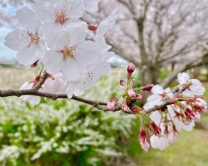 オーシャンです♪生憎の雨降りですが☂️☂️新生活スタート日。松阪を離れた方、松阪に来られた方、それぞれの土地に早く慣れますように!初めましての方、オーシャンです♪焼肉ビュッフェ(食べ放題)と松